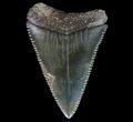Serrated, Fossil Great White Shark Tooth #66078-1